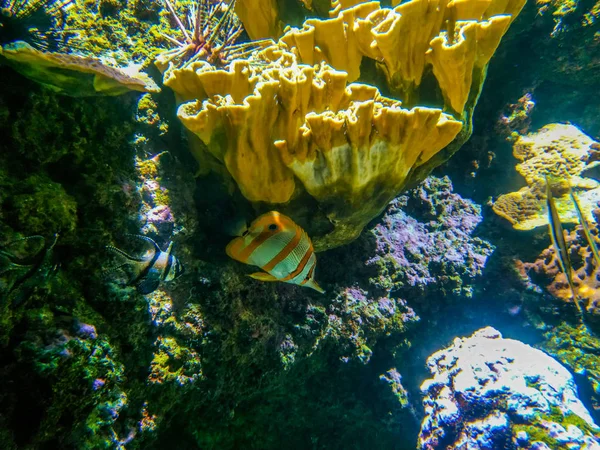 Paysage sous-marin avec récif corallien et poissons. Les habitants de l'aquarium du monde sous-marin — Photo