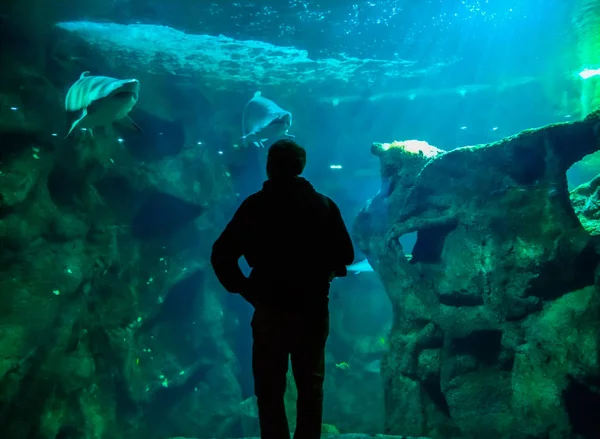 Un homme près de Sharks area à Aquarium de La Rochelle, France — Photo