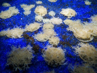 Mercan resifi ve balık ile sualtı manzara. Sualtı dünyasının akvaryum sakinleri