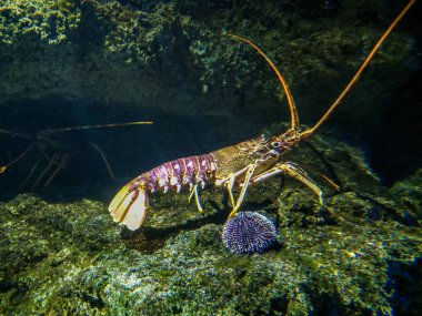 Crawling spiny lobster in aquarium clipart