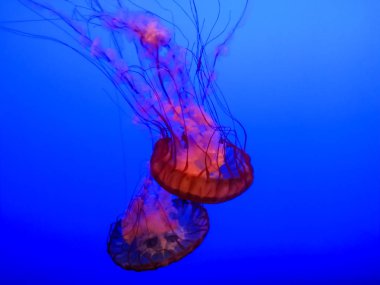 Large bright jellyfishes swimming in the water of aquarium clipart