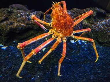 A Japanese spider crab Macrocheira kaempferi clipart
