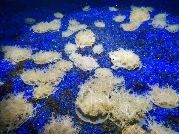 Underwater landscape with coral reef and fish. The aquarium inhabitants of the underwater world — Stock Photo, Image