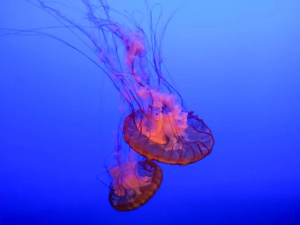 Grandes méduses lumineuses nageant dans l'eau de l'aquarium — Photo