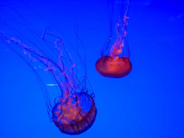 Large bright jellyfishes swimming in the water of aquarium — Stock Photo, Image