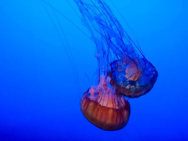 Grandes méduses lumineuses nageant dans l'eau de l'aquarium — Photo