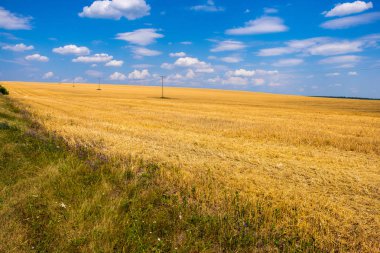 Mavi gökyüzü karşı altın buğday alanı, Ukrayna