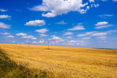 Mavi gökyüzü karşı altın buğday alanı, Ukrayna
