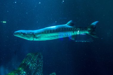 Mercan resifi ve balık ile sualtı manzara.