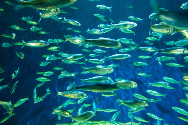 Mercan resifi ve balık ile sualtı manzara.