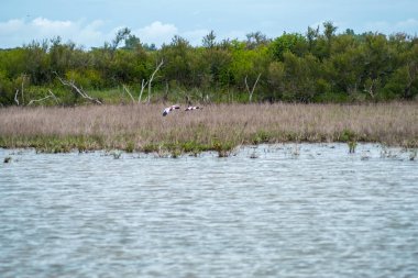 Fransa'da Ile de Re adasında kuş kutsal