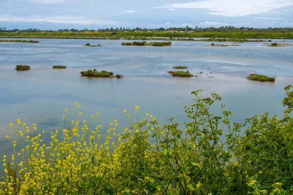 Yellow flowers in salt marsh of Ile de Re in France — Stock Photo, Image