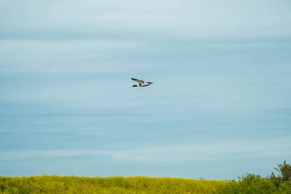 Fransa'da Ile de Re adasında kuş kutsal — Stok fotoğraf