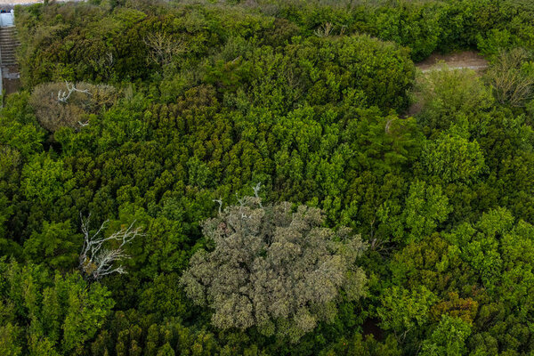 Beautiful top view of a dense forest on the island of Re in France