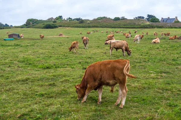 Tehenek a zöld rét Ile de Brehat sziget Bretagne, Franciaország Jogdíjmentes Stock Fotók