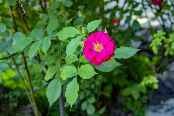 Bright Bush Pink Oses One Blooming Flower Summer Time — Stock Photo, Image