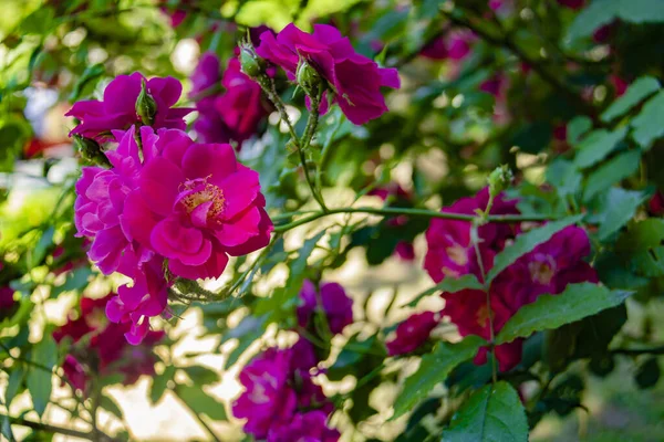 Fundo Natureza Suave Com Rosas Florescendo Lindas Flores Rosa Jardim — Fotografia de Stock