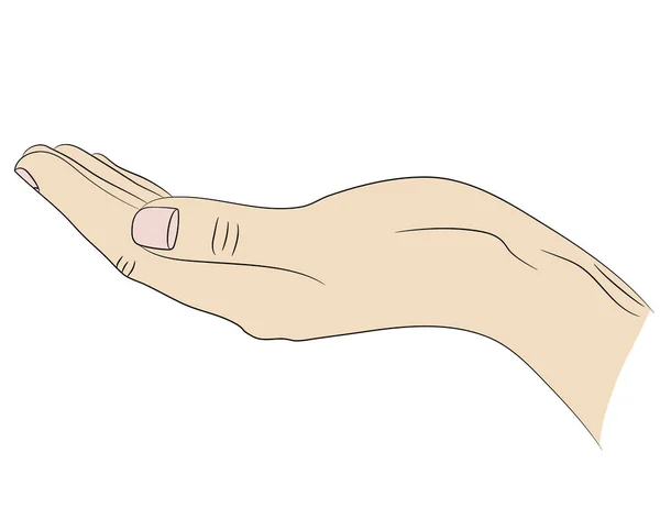 Μεμονωμένα Επιμήκη Οριζόντια Άδεια Χέρια Που Κρατούν Κάτι Ικετεύουν — Διανυσματικό Αρχείο