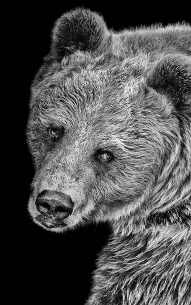 Barcelona Spanyolország 2014 Szeptember Egy Medve Pillantása Barcelonai Állatkertre Fekete — Stock Fotó