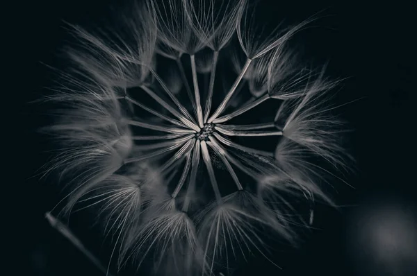 Black White Dandelion Close — Stock Photo, Image