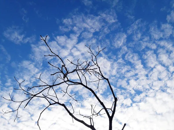 Mavi Gökyüzüne Karşı Ağaç Dalları — Stok fotoğraf