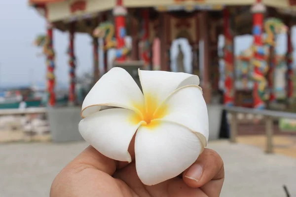 Plumeria Flores Colocadas Mano — Foto de Stock