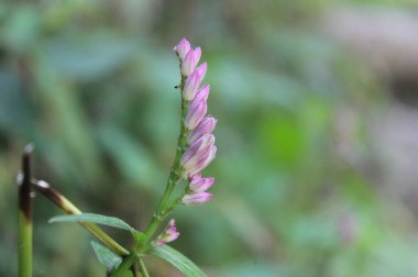 Ormanda mor çiçekler