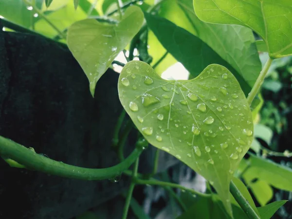 Πράσινα Φύλλα Σταγόνες Βροχής — Φωτογραφία Αρχείου