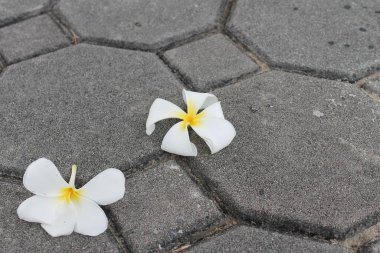 Beyaz tesisatçı yerde.