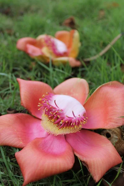 Rode Bloemen Het Gras Tuin — Stockfoto