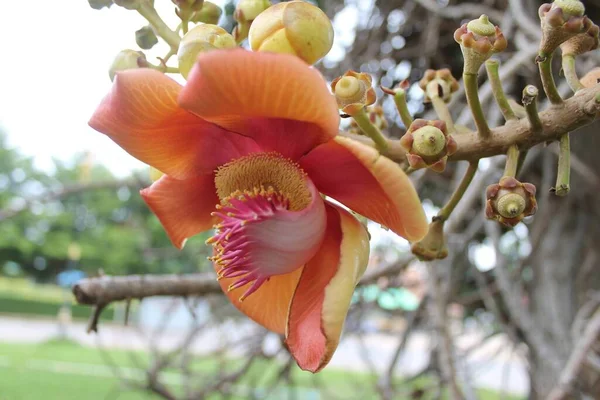 Rode Bloem Van Een Boom — Stockfoto