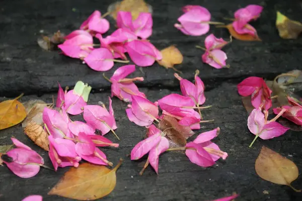 Roze Rozenblaadjes Grond — Stockfoto