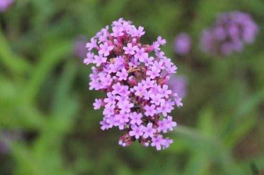 Mor bir çiçeğe yakın, çiçek doğası. ,