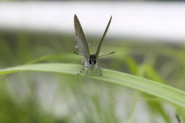 Grey Butterfly Caught Leaf Buttefly Leaf Marco — Stock Photo, Image