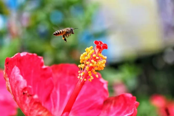 Flying Honey Bee Collecting Bee Pollen Red Flower Blossom — Stock Photo, Image