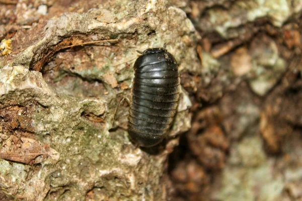 Close Snail Ground Black Bug — Stock Photo, Image