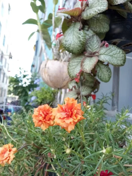 Цветы Горшке — стоковое фото