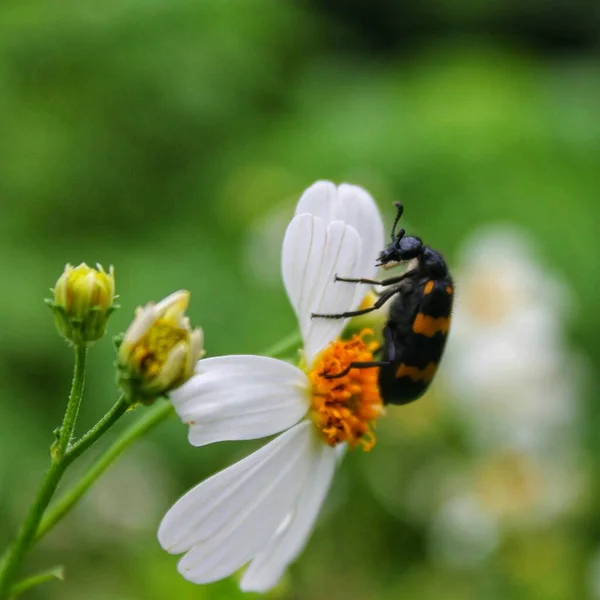 デイジーの花で蜂のクローズアップ — ストック写真