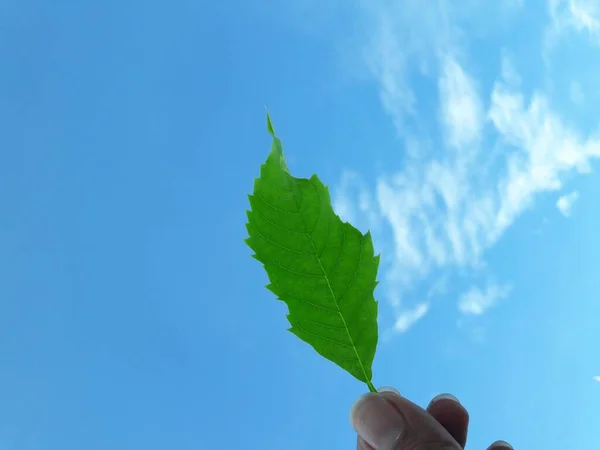 Χέρι Κρατώντας Ένα Πράσινο Φύλλο Μπλε Φόντο Ουρανό — Φωτογραφία Αρχείου