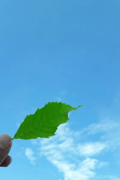Χέρι Κρατώντας Ένα Πράσινο Φύλλο Μπλε Φόντο Ουρανό — Φωτογραφία Αρχείου