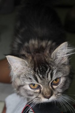  Bir kedi portresi, güzel bir kedi. 