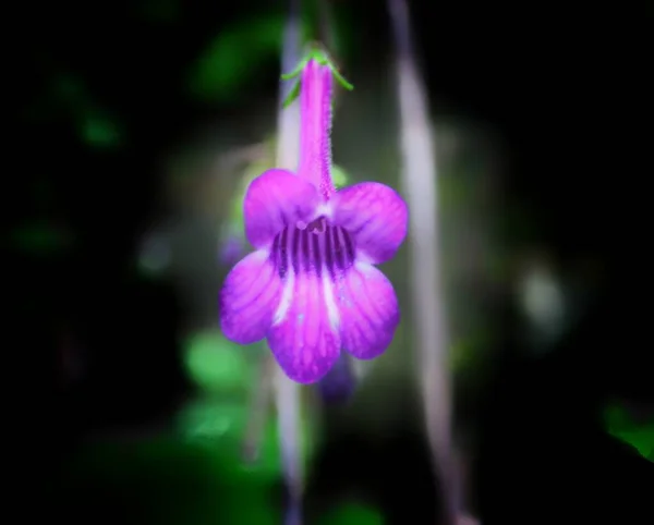 Primer Plano Iris Flor Iris Púrpura —  Fotos de Stock