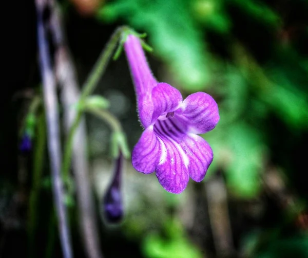 Primer Plano Iris Flor Iris Púrpura — Foto de Stock