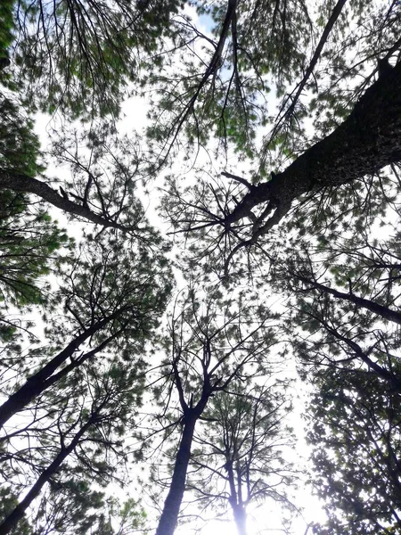 Arbres Ciel Arbres Dans Forêt — Photo