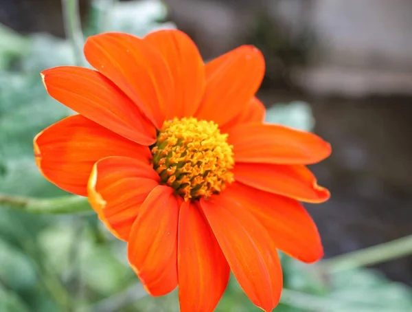 朝に一滴のオレンジの花が — ストック写真