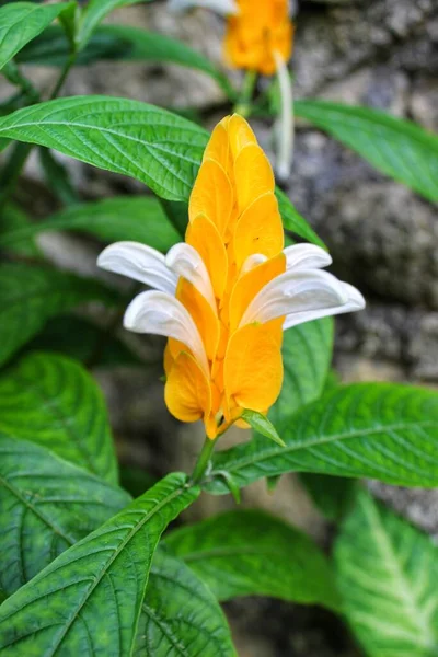 Gele Witte Bloemen Tuin — Stockfoto