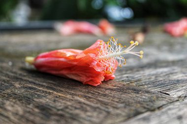 Tahta bir çitte sonbahar yaprakları