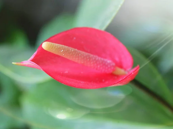 Rote Blume Mit Boke Hintergrund — Stockfoto