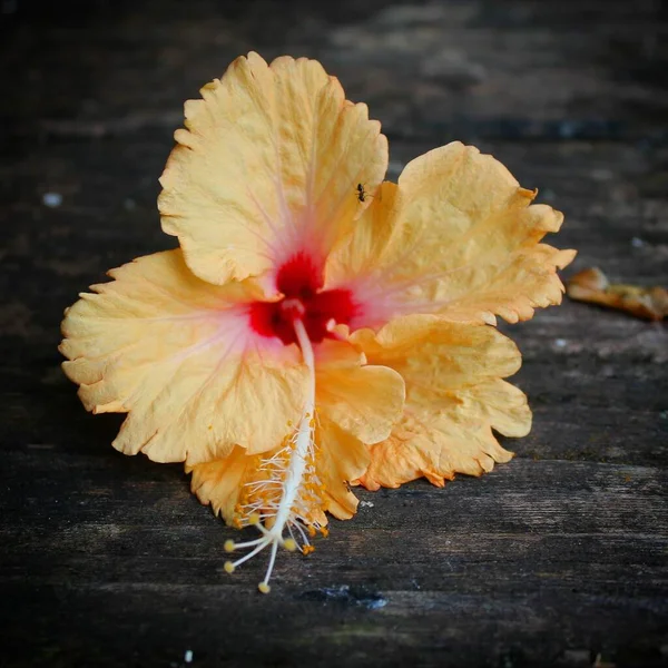 Flor Amarilla Sobre Fondo Madera — Foto de Stock