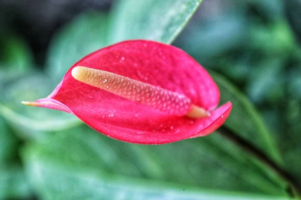 Vörös Virág Vízcseppekkel — Stock Fotó